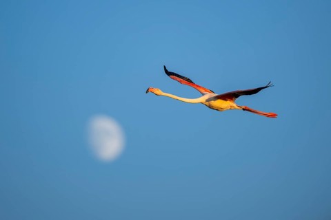 Greater Flamingo (Phoenicopterus roseus) flying in the sky with the moon in the background at
