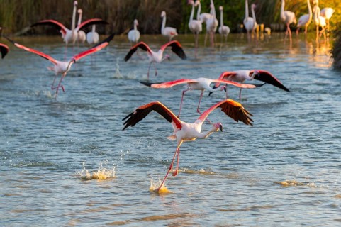 Greater Flamingo (Phoenicopterus roseus) starts flying from the water at sunset, Parc Naturel