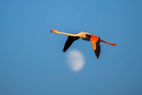 Greater Flamingo (Phoenicopterus roseus) flying in the sky with the moon in the background at