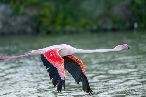 Greater Flamingo (Phoenicopterus roseus) starts flying from the water at sunset, Parc Naturel