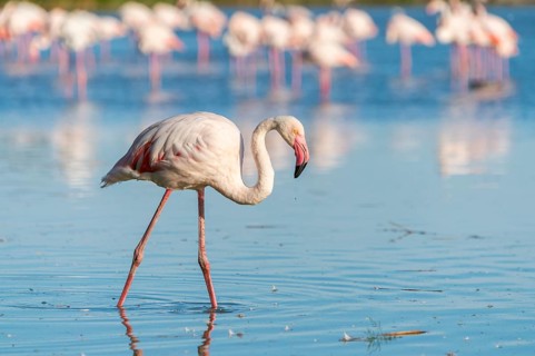 Greater Flamingo (Phoenicopterus roseus) walking in the water, Parc Naturel Regional de Camargue,