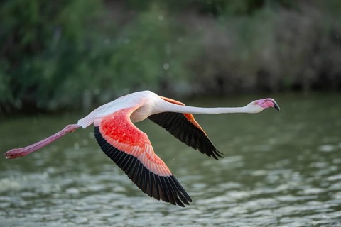 Greater Flamingo (Phoenicopterus roseus) starts flying from the water at sunset, Parc Naturel