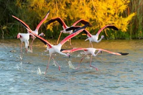 Greater Flamingo (Phoenicopterus roseus) starts flying from the water at sunset, Parc Naturel