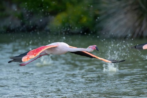 Greater Flamingo (Phoenicopterus roseus) starts flying from the water at sunset, Parc Naturel