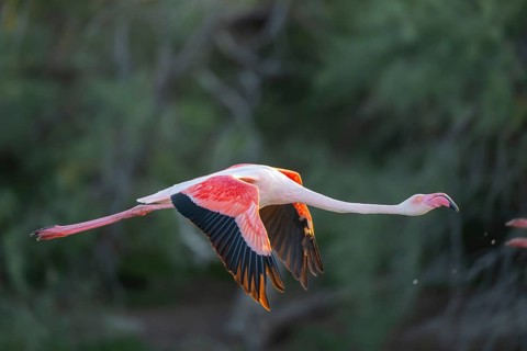 Greater Flamingo (Phoenicopterus roseus) starts flying from the water at sunset, Parc Naturel