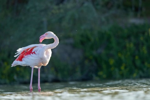 Greater Flamingo (Phoenicopterus roseus) standing in the water, Parc Naturel Regional de Camargue,