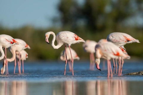 Greater Flamingos (Phoenicopterus roseus) standing in the water, Parc Naturel Regional de Camargue,