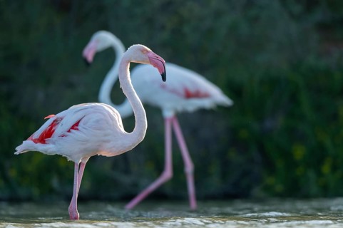 Greater Flamingos (Phoenicopterus roseus) walking in the water, Parc Naturel Regional de Camargue,