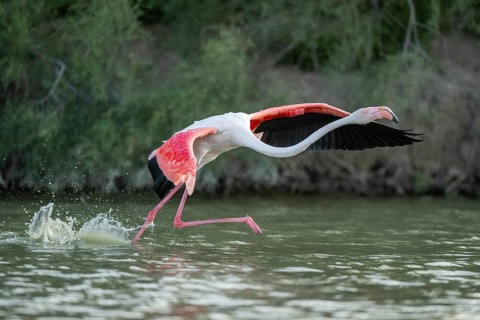 Greater Flamingo (Phoenicopterus roseus) starts flying from the water at sunset, Parc Naturel
