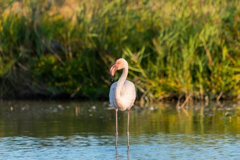 Greater Flamingo (Phoenicopterus roseus) standing in the water, Parc Naturel Regional de Camargue,