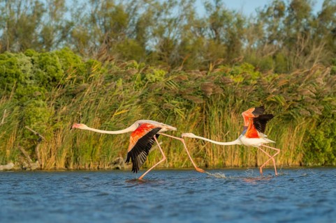 Greater Flamingo (Phoenicopterus roseus) starts flying from the water at sunset, Parc Naturel