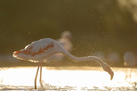 Greater Flamingo (Phoenicopterus roseus) standing in the water cleaning its feathers at sunset,