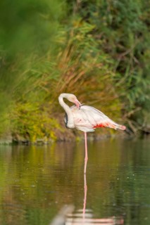 Greater Flamingo (Phoenicopterus roseus) standing in the water, Parc Naturel Regional de Camargue,