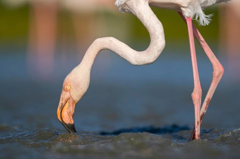 Greater Flamingo (Phoenicopterus roseus) standing in the water, portrait, Parc Naturel Regional de