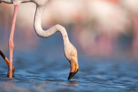 Greater Flamingo (Phoenicopterus roseus) standing in the water, portrait, Parc Naturel Regional de