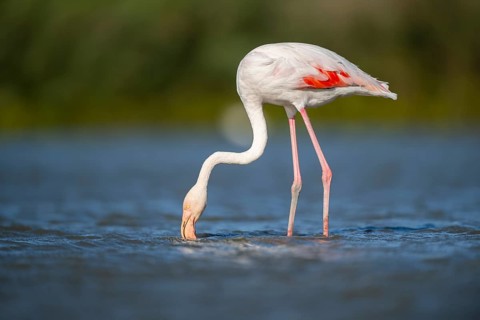 Greater Flamingo (Phoenicopterus roseus) standing in the water, Parc Naturel Regional de Camargue,