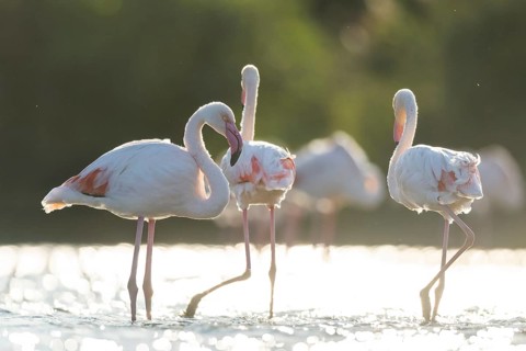 Greater Flamingos (Phoenicopterus roseus) standing in the water, Parc Naturel Regional de Camargue,