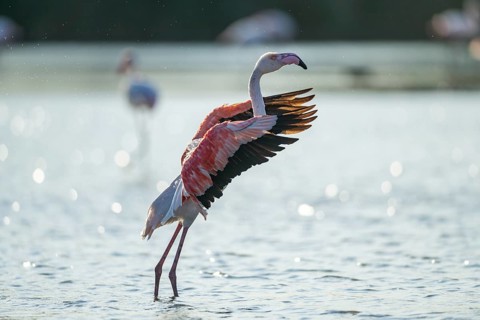 Greater Flamingo (Phoenicopterus roseus) shaking its wings, Parc Naturel Regional de Camargue,