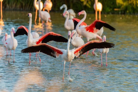 Greater Flamingo (Phoenicopterus roseus) landing in the water at sunset, Parc Naturel Regional de