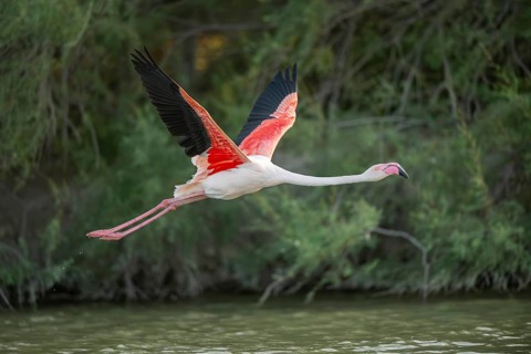 Greater Flamingo (Phoenicopterus roseus) starts flying from the water at sunset, Parc Naturel