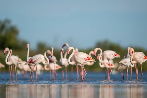 Greater Flamingos (Phoenicopterus roseus) standing in the water, Parc Naturel Regional de Camargue,