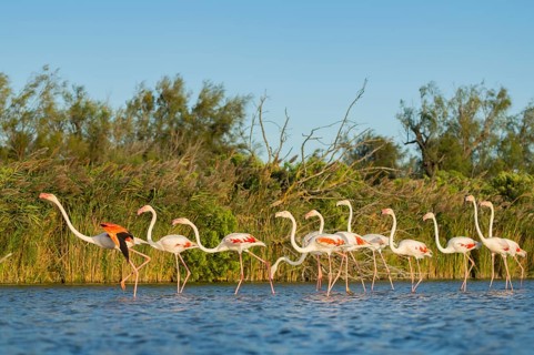 Greater Flamingos (Phoenicopterus roseus) walking in the water, Parc Naturel Regional de Camargue,