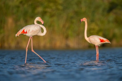 Greater Flamingo (Phoenicopterus roseus) walking in the water, Parc Naturel Regional de Camargue,