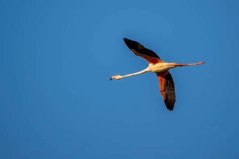 Greater Flamingo (Phoenicopterus roseus) flying in the sky at sunset, Parc Naturel Regional de