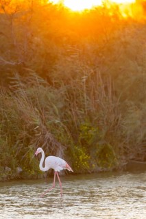 Greater Flamingo (Phoenicopterus roseus) walking in the water at sunset, Parc Naturel Regional de
