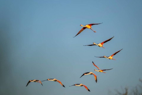 Greater Flamingo (Phoenicopterus roseus) flying in the sky at sunset, Parc Naturel Regional de