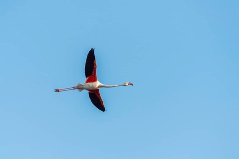 Greater Flamingo (Phoenicopterus roseus) flying in the sky, Parc Naturel Regional de Camargue,