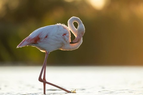 Greater Flamingo (Phoenicopterus roseus) walking in the water at sunset, Parc Naturel Regional de