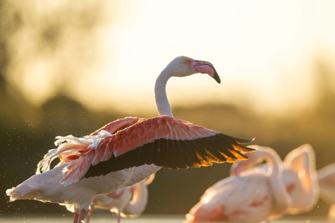 Greater Flamingo (Phoenicopterus roseus) shaking its wings at sunset, Parc Naturel Regional de