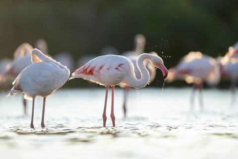 Greater Flamingo (Phoenicopterus roseus) standing in the water cleaning its feathers at sunset,