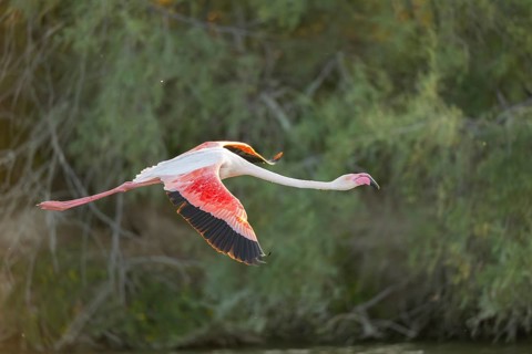 Greater Flamingo (Phoenicopterus roseus) starts flying from the water at sunset, Parc Naturel