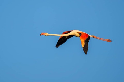 Greater Flamingo (Phoenicopterus roseus) flying in the sky at sunset, Parc Naturel Regional de
