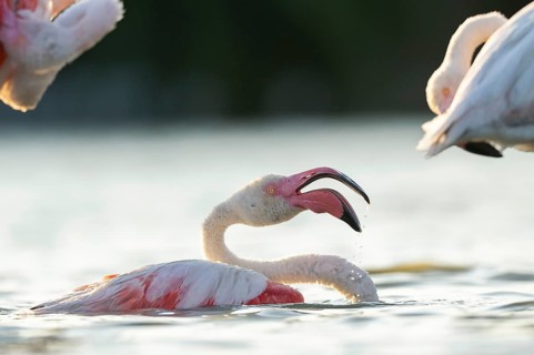 Greater Flamingo (Phoenicopterus roseus) in the water cleaning its feathers at sunset, Parc Naturel