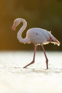 Greater Flamingo (Phoenicopterus roseus) walking in the water at sunset, Parc Naturel Regional de