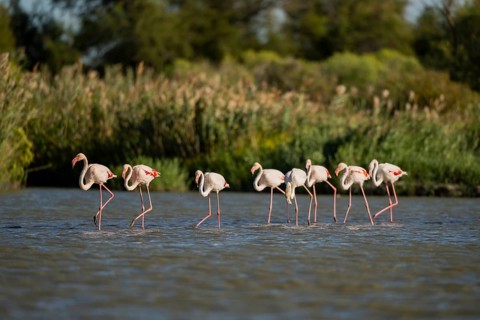 Greater Flamingos (Phoenicopterus roseus) walking in the water, Parc Naturel Regional de Camargue,