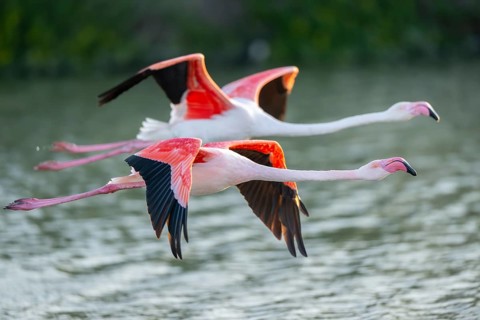 Greater Flamingo (Phoenicopterus roseus) starts flying from the water at sunset, Parc Naturel