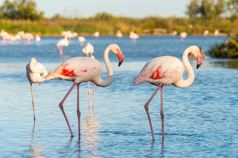 Greater Flamingos (Phoenicopterus roseus) walking in the water, Parc Naturel Regional de Camargue,