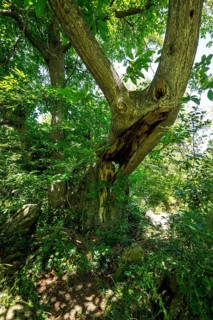 Historic chestnut, chestnut tree, Castanyer de St.Nicolau, natural monument, (Castanea), Sant
