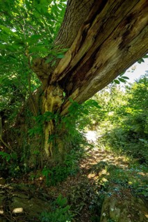 Historic chestnut, chestnut tree, Castanyer de St.Nicolau, natural monument, (Castanea), Sant
