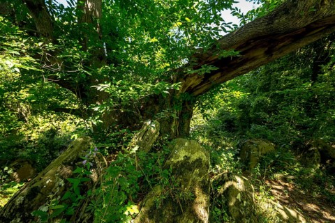 Historic chestnut, chestnut tree, Castanyer de St.Nicolau, natural monument, (Castanea), Sant