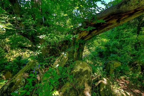 Historic chestnut, chestnut tree, Castanyer de St.Nicolau, natural monument, (Castanea), Sant