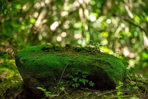 Stone overgrown with moss in the hills of Sant Miquel de Campmajor, Cataluña, Catalonia, Spain,