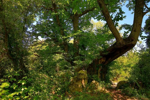 Historic chestnut, chestnut tree, Castanyer de St.Nicolau, natural monument, (Castanea), Sant