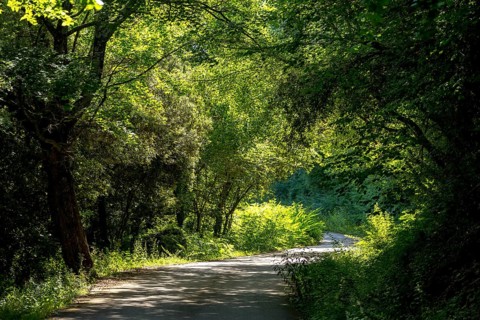Hiking trail in the hills of Sant Miquel de Campmajor, Cataluña, Catalonia, Spain, Sant Miquel de