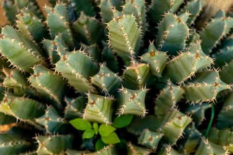 Sardinia, cactus plants, Bosa, Europe, Province of Oristano, Italy, vegetation, flora, photography,