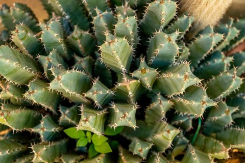 Sardinia, cactus plants, Bosa, Europe, Oristano province, Italy, outdoor, village, holiday, flora,